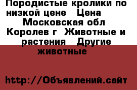 Породистые кролики по низкой цене › Цена ­ 200 - Московская обл., Королев г. Животные и растения » Другие животные   